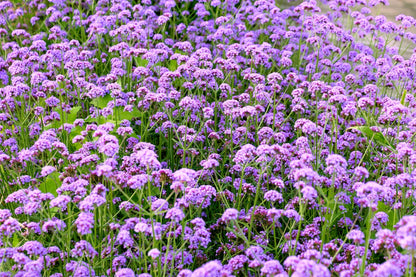 150 BUENOS AIRES VERBENA Brazilian Purple Bonariensis Patagonica Flower Seeds