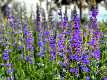 300 Blue ROCKY MOUNTAIN BEARDTONGUE Penstemon Strictus Flower Seeds