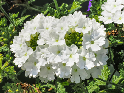 100 MIXED COLORS VERBENA Hybrida Compacta Flower Seeds