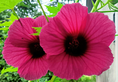 10 KENAF HIBISCUS Cannabinus Indian Hemp Red Flower Seeds