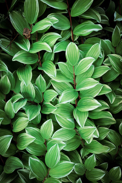 15 Variegated SOLOMONS SEAL Polygonatum Biflorum Canaliculatum Flower Seeds
