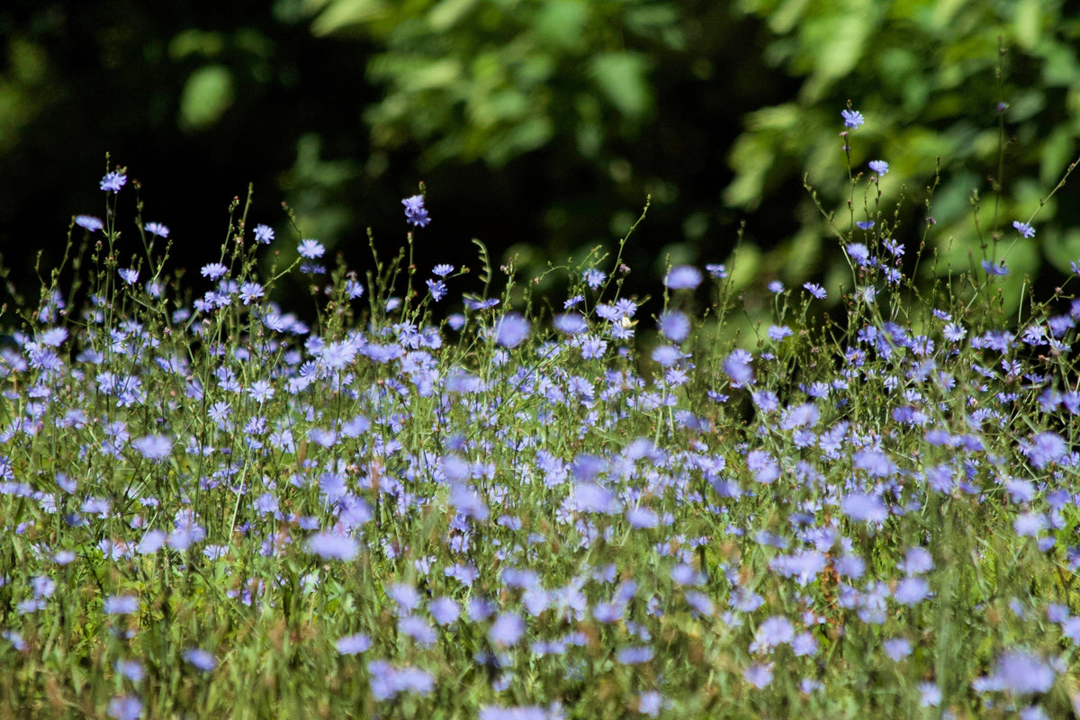 1000 CHICORY (Blue Daisy / Blue Sailors / Coffeeweed / Succory) Cichorium Intybus Flower Herb Seeds