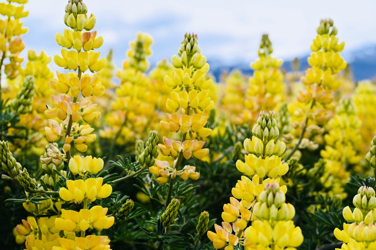 50 GOLDEN LUPINE Lupinus Densiflorus Yellow Hummingbird Flower Seeds