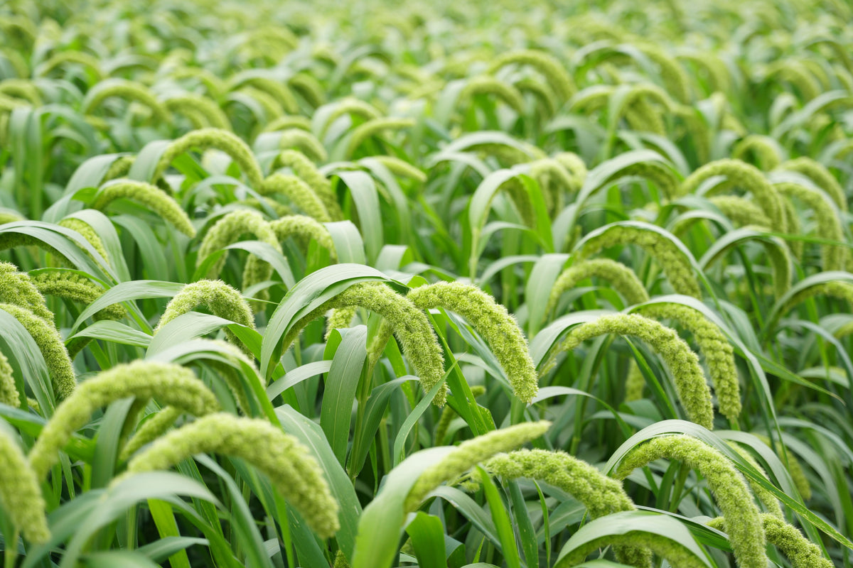 50 LIMELIGHT SPRAY MILLET Light Lime Green Flower Setaria Italica Grass Seeds