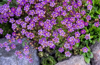50 PURPLE ROBE SAXIFRAGA Arendsii Moss Rockfoil Evergreen Flower Seeds