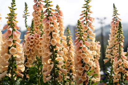 250 APRICOT BEAUTY FOXGLOVE Digiitalis Purpurea Flower Seeds