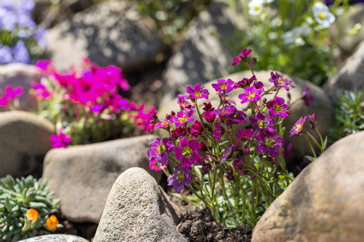 50 PURPLE ROBE SAXIFRAGA Arendsii Moss Rockfoil Evergreen Flower Seeds