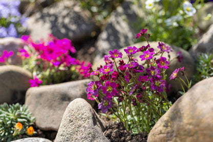 50 PURPLE ROBE SAXIFRAGA Arendsii Moss Rockfoil Evergreen Flower Seeds