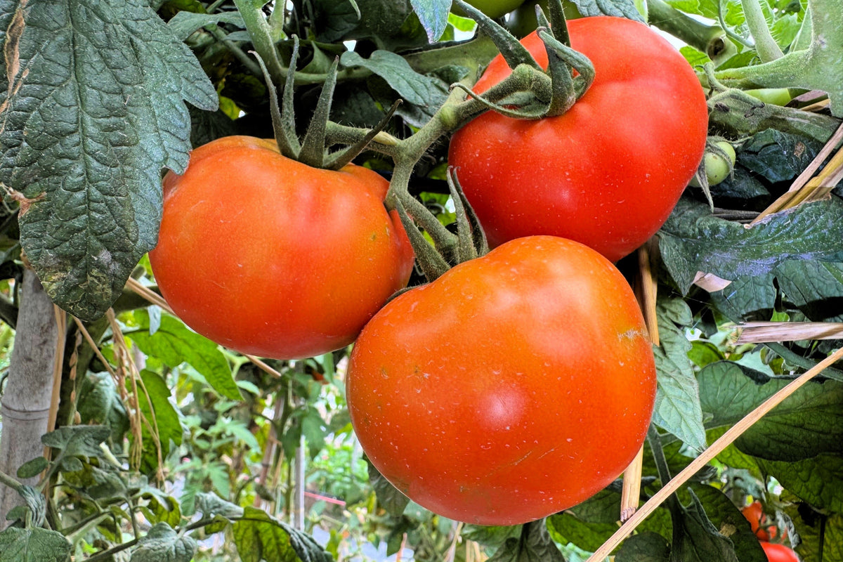 200 Red RUTGERS TOMATO Lycopersicon Globe Determinate 8 oz Fruit Vegetable Seeds
