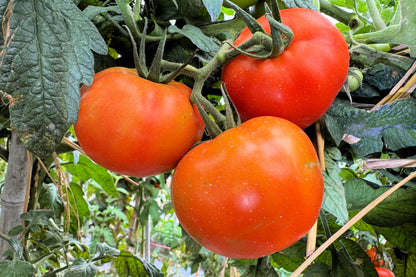 200 Red RUTGERS TOMATO Lycopersicon Globe Determinate 8 oz Fruit Vegetable Seeds