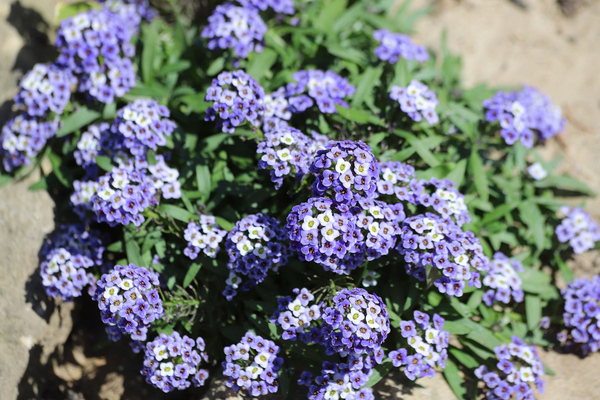100 WONDERLAND BLUE ALYSSUM Lobularia Maritima Flower Seeds