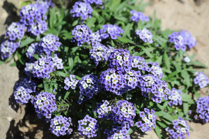 100 WONDERLAND BLUE ALYSSUM Lobularia Maritima Flower Seeds