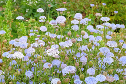 100 Organic BLUE LACE FLOWER aka Didiscus & Island Daisy Trachymene Coerulea Flower Seeds