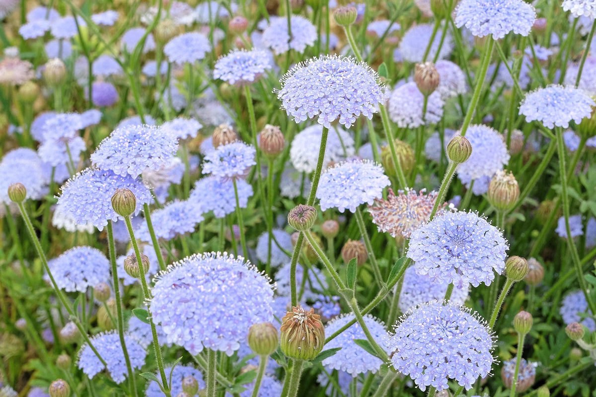 100 Organic BLUE LACE FLOWER aka Didiscus & Island Daisy Trachymene Coerulea Flower Seeds