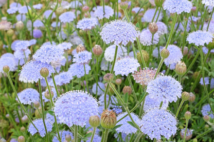100 Organic BLUE LACE FLOWER aka Didiscus & Island Daisy Trachymene Coerulea Flower Seeds