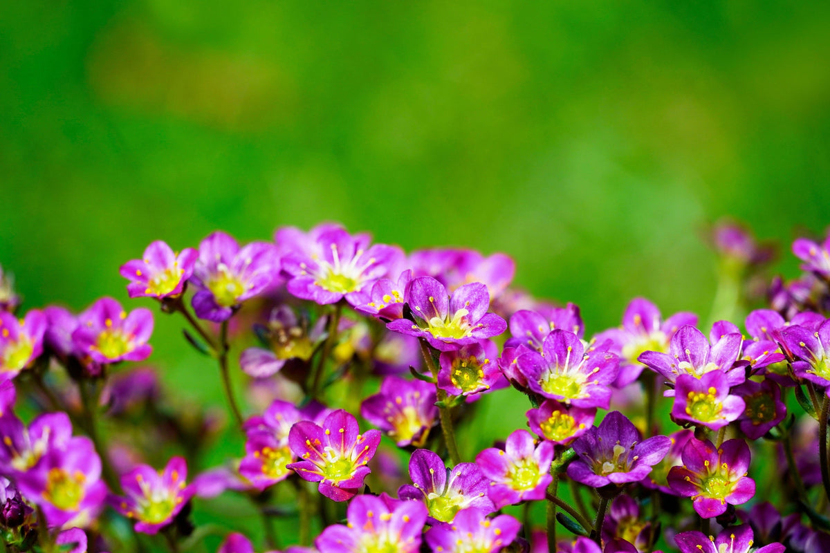 50 PURPLE ROBE SAXIFRAGA Arendsii Moss Rockfoil Evergreen Flower Seeds