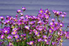 50 PURPLE ROBE SAXIFRAGA Arendsii Moss Rockfoil Evergreen Flower Seeds