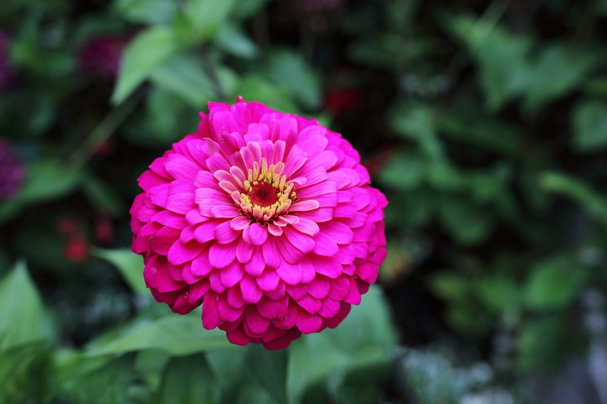 250 VIOLET QUEEN ZINNIA Elegans Purple Double Dahlia Heirloom Flower Seeds