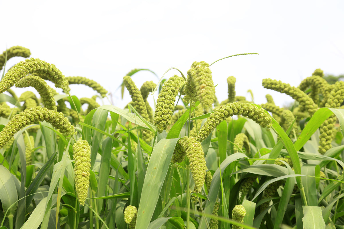 50 LIMELIGHT SPRAY MILLET Light Lime Green Flower Setaria Italica Grass Seeds