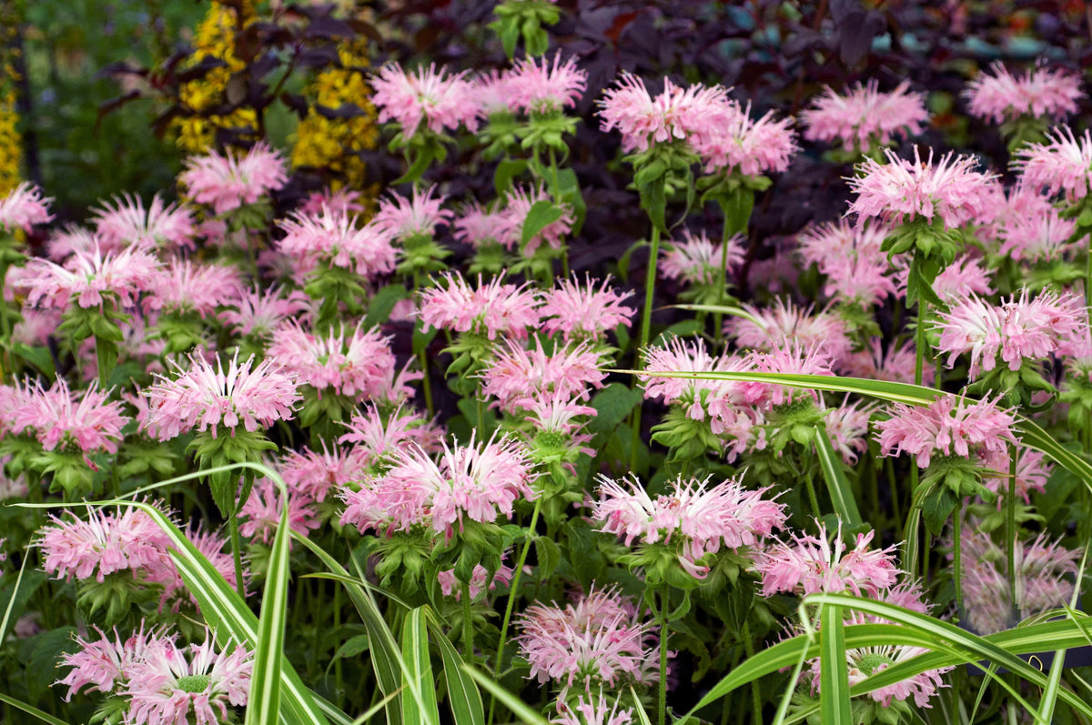25 BEE BALM MIX Lemon Hummingbird Mint Monarda Didyma Mixed Colors Scarlet, Red, Pink, Purple, Spotted, & Salmon Flower Seeds