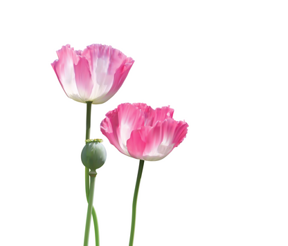 200 AFGHAN RESELECTED Blue POPPY Mixed Colors Papaver Somniferum Setigerum Pink Purple White Flower Seeds