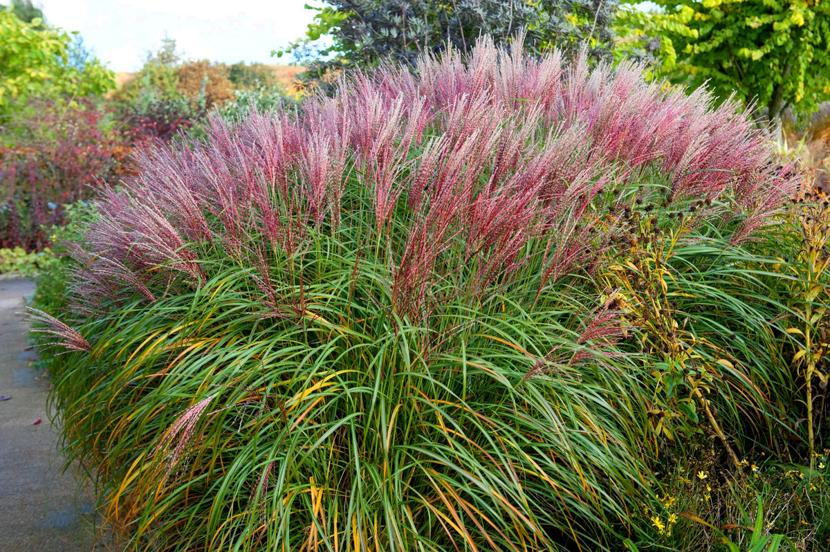10 RED MAIDEN GRASS Miscanthus Sinensis Plumes Ornamental Flower Seeds