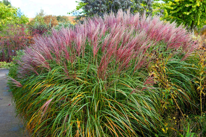 10 RED MAIDEN GRASS Miscanthus Sinensis Plumes Ornamental Flower Seeds