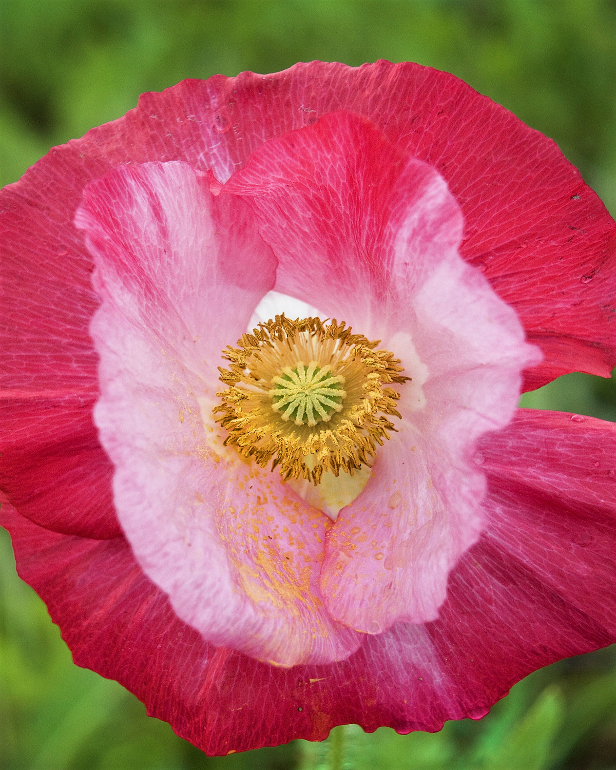 200 AFGHAN RESELECTED Blue POPPY Mixed Colors Papaver Somniferum Setigerum Pink Purple White Flower Seeds