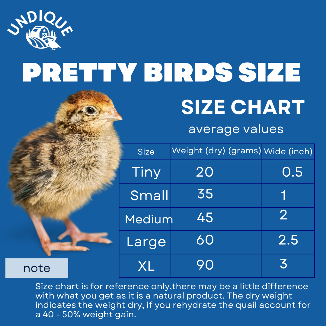 Whole Quail Chick for Carnivore Pets - Natural Prey Feeding - Quality Protein Source Medium Size Chicks 5 Count