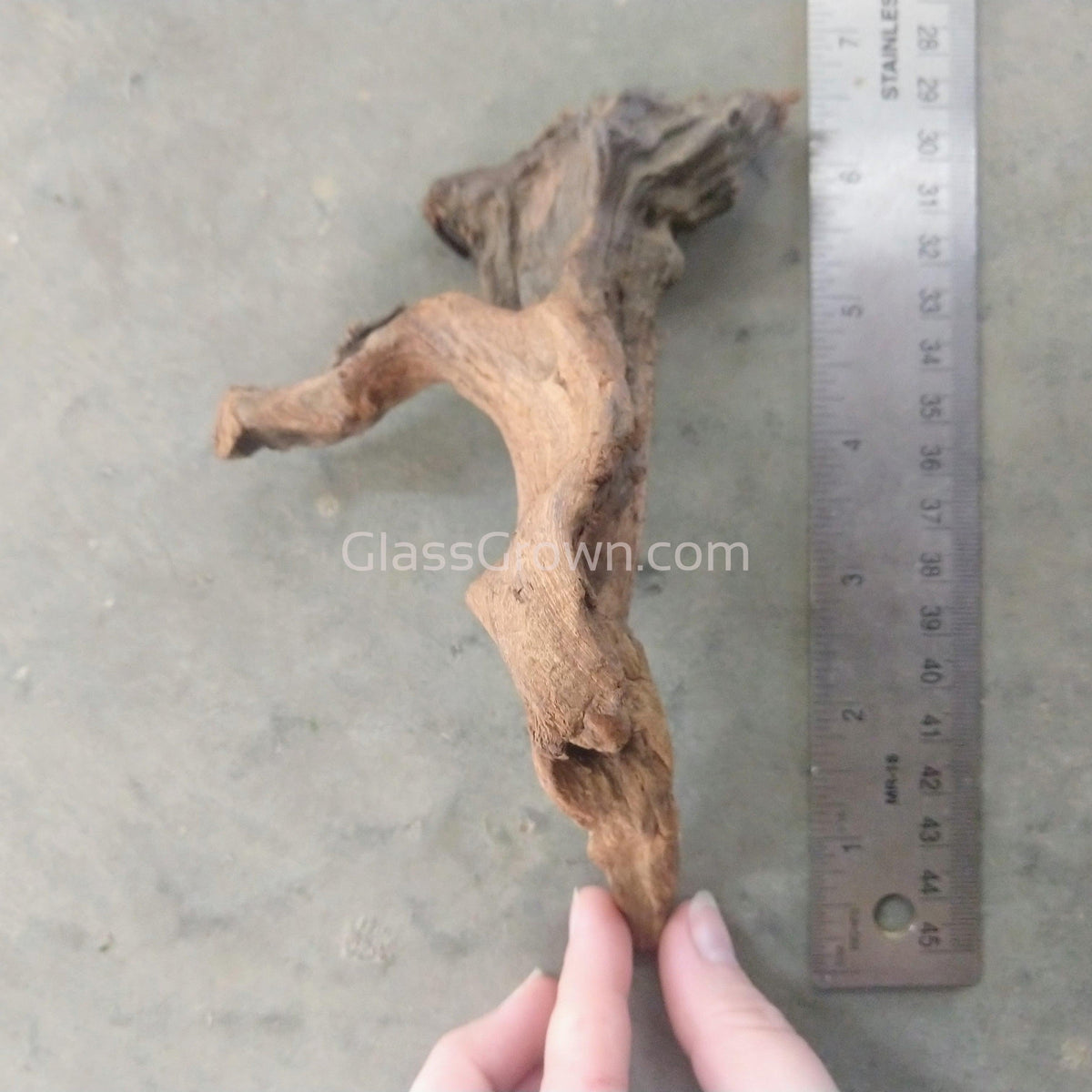 Pacific Driftwood Medium (6"+)