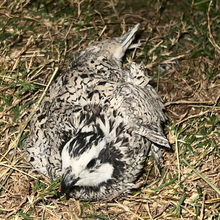 Rare Snowflake Bobwhite Quail Hatching Eggs