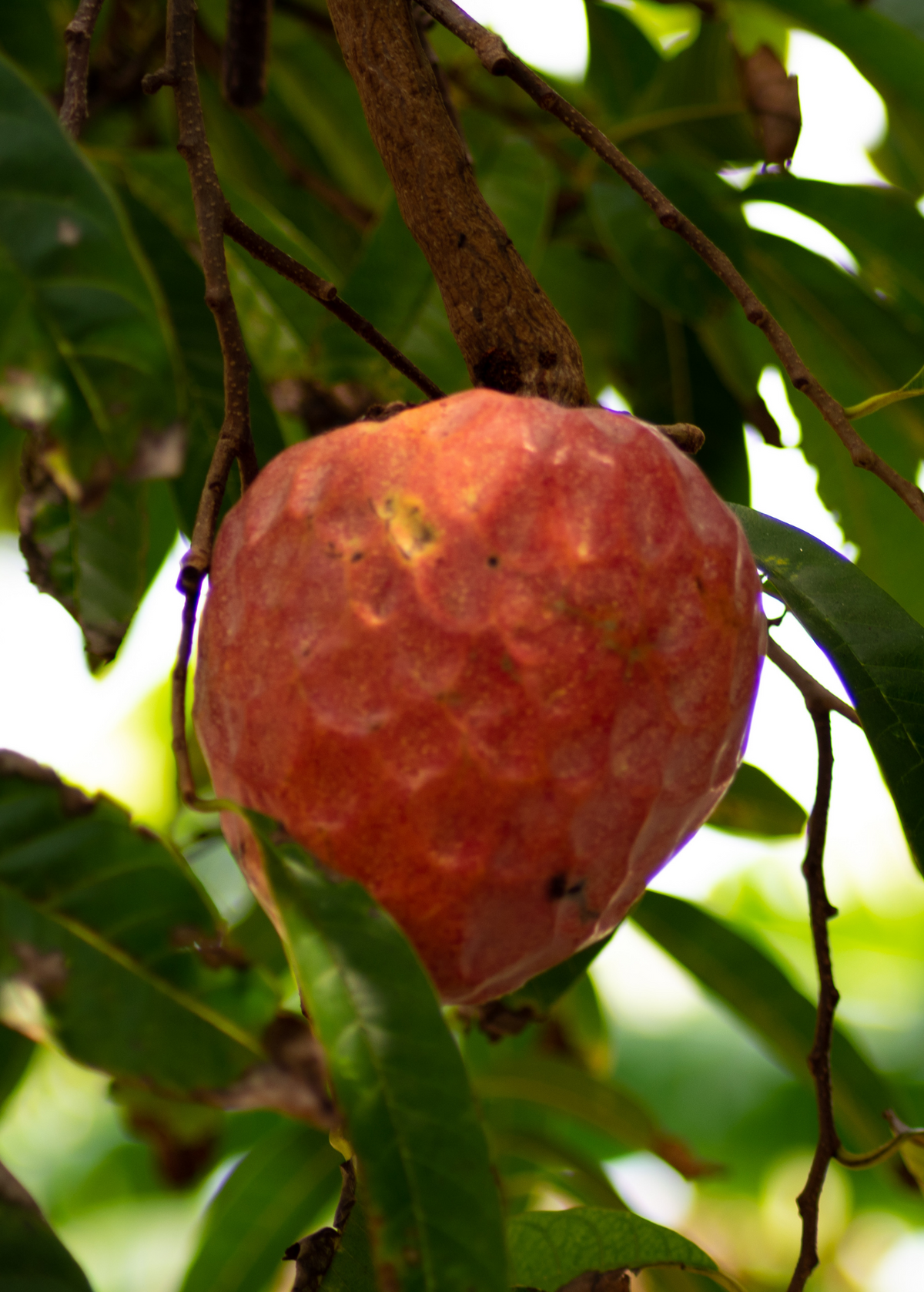 Custard Apple Tree, Red (Annona reticulata), Grafted, 2-3ft Tall, Tropical Fruit Tree, Heart-Shaped, Dormant, Garden Plant