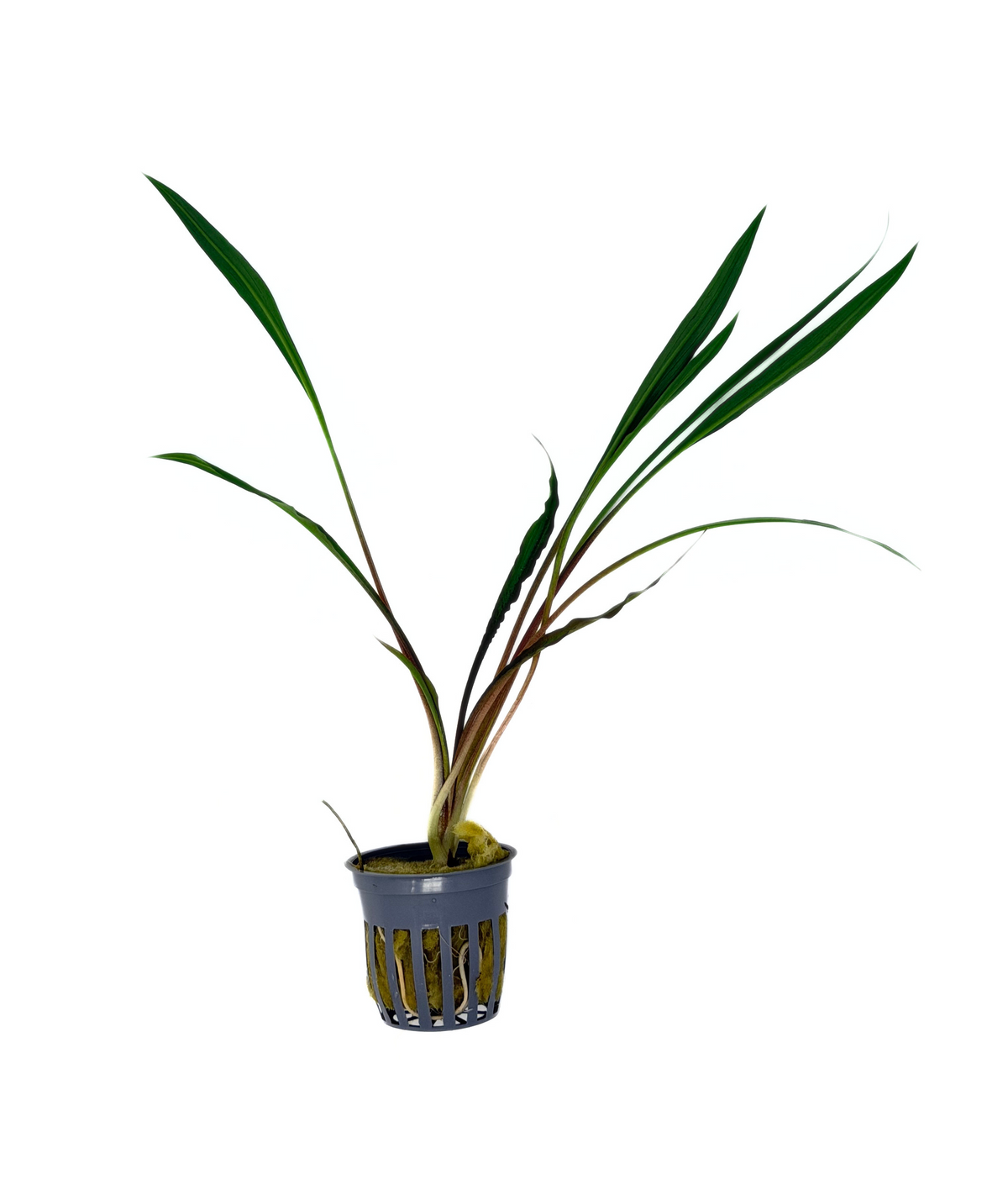 Cryptocoryne spiralis 'Tiger'