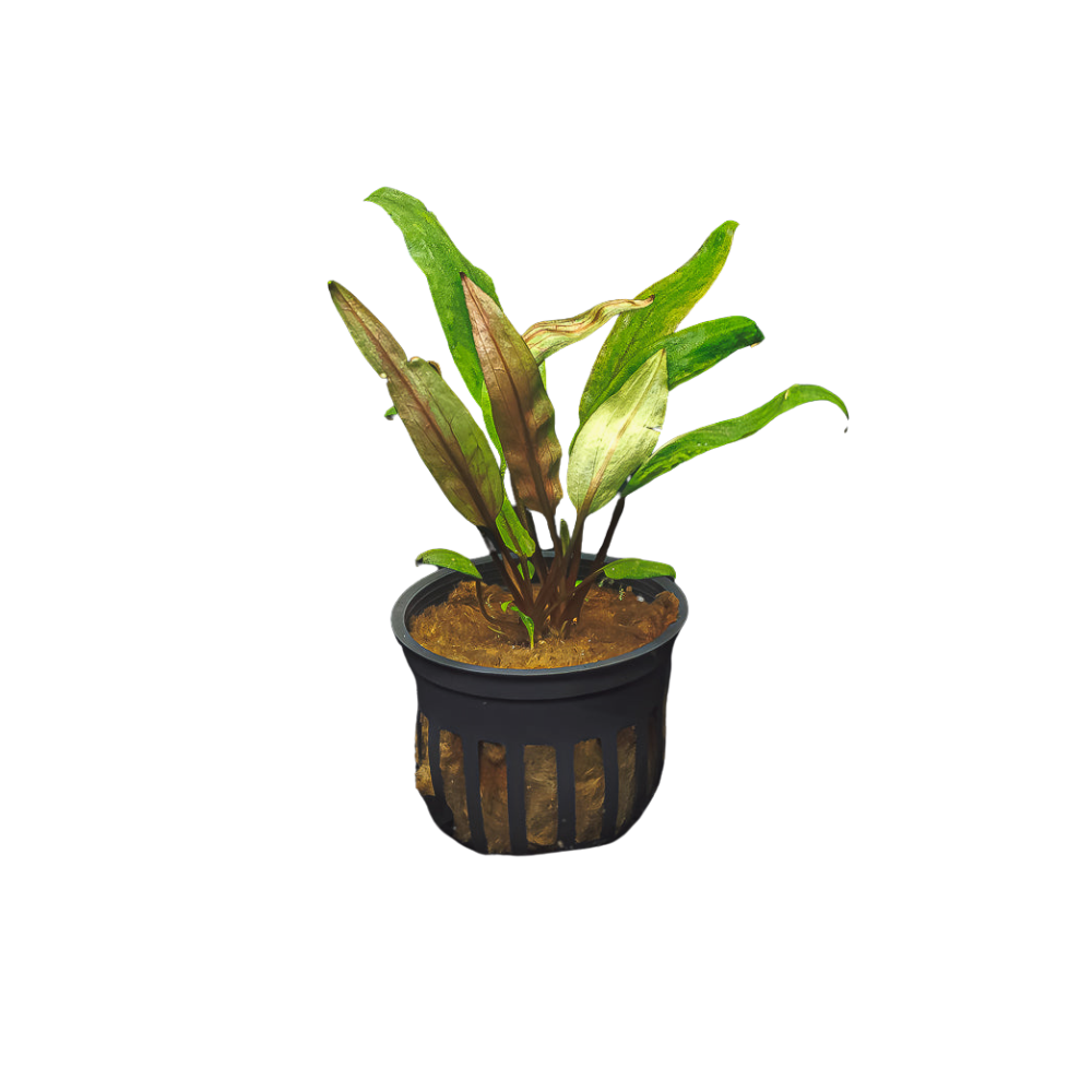 Cryptocoryne Undulata