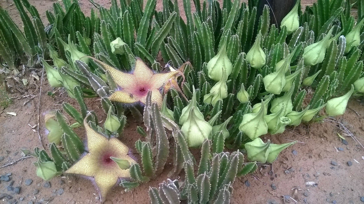 Stapelia gigantea Unrooted Cutting – Starfish Flower Cactus, Giant Carrion Flower Succulent for Propagation & Rare Collectors