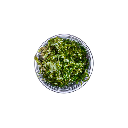Subwassertang