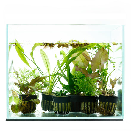 12 Plant - Beginner Aquarium Plant Pack