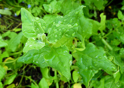 60 NEW ZEALAND SPINACH Tetragonia Tetragonioides Vegetable Greens Seeds