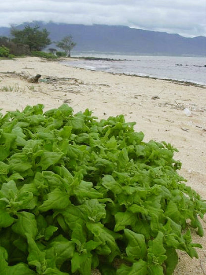 60 NEW ZEALAND SPINACH Tetragonia Tetragonioides Vegetable Greens Seeds