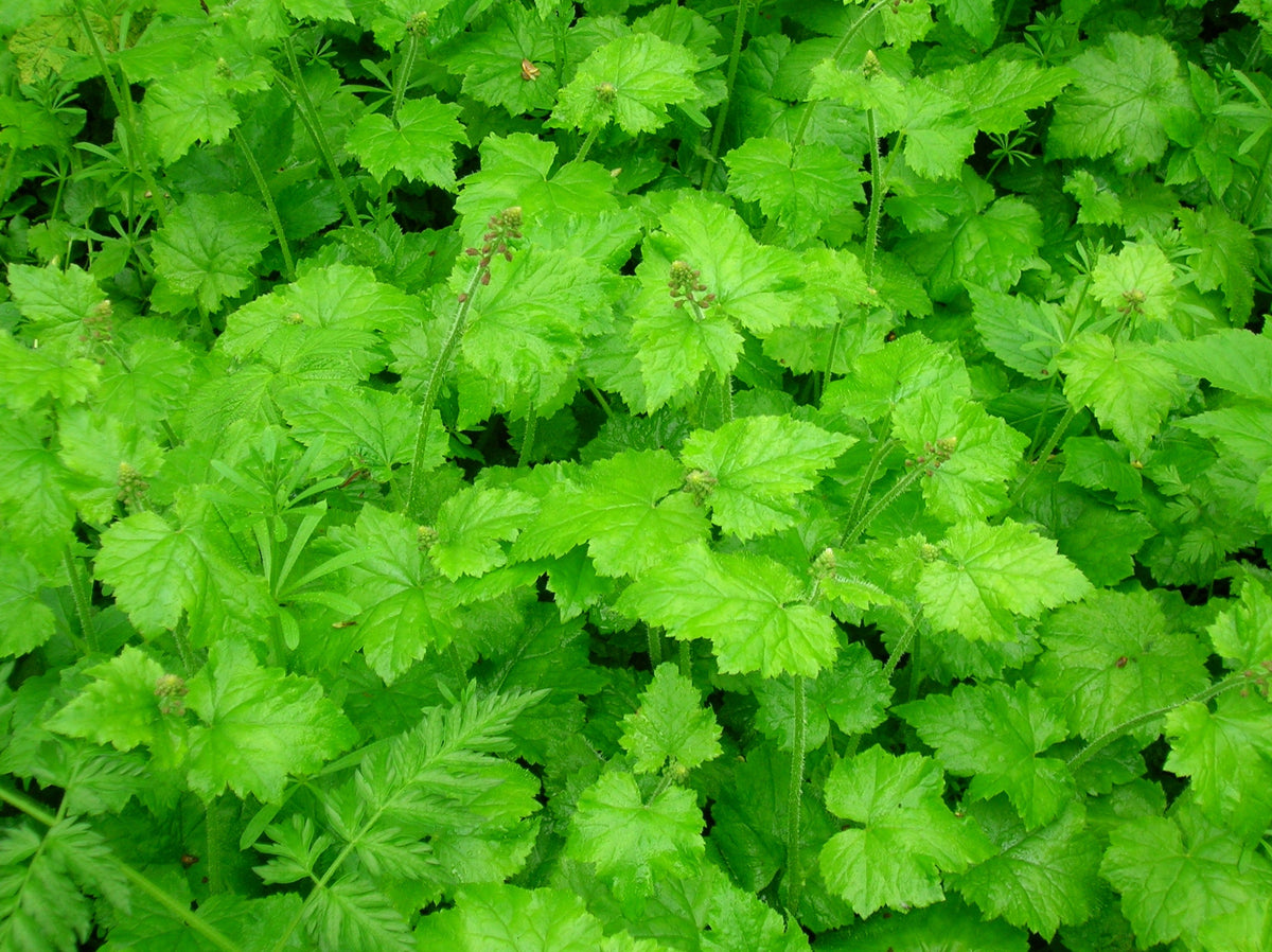100 PIGGYBACK Plant YOUTH On AGE Tolmiea Thousand Mothers Menziesii Flower Seeds