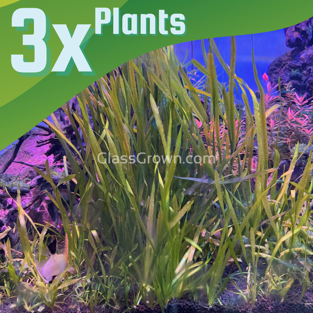 True Sagittaria Subulata 3x Plants