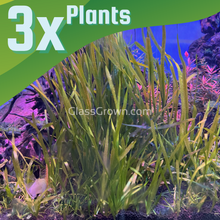 True Sagittaria Subulata 3x Plants