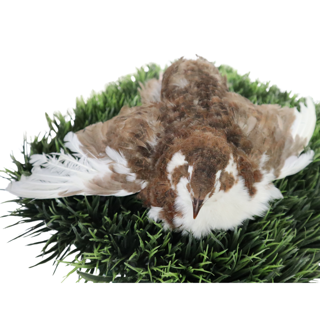 Fertile Quail Eggs – Choose Your Variety