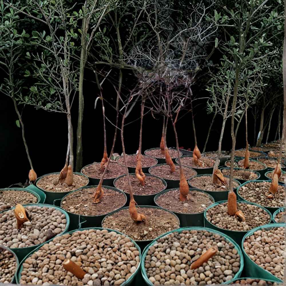 Australian Bottle Tree Live Plant - Brachychiton Rupestris - Rare Bonsai Variety in 2.5" Pot