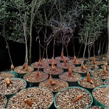 Australian Bottle Tree Live Plant - Brachychiton Rupestris - Rare Bonsai Variety in 2.5" Pot