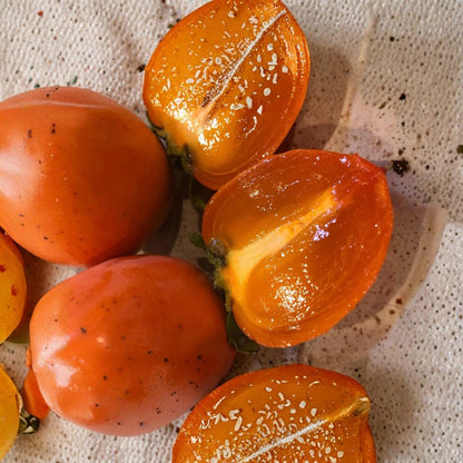 Hachiya Persimmon 4 Scion Cuttings 6–8 Inch – Diospyros kaki – Unrooted Grafting Wood
