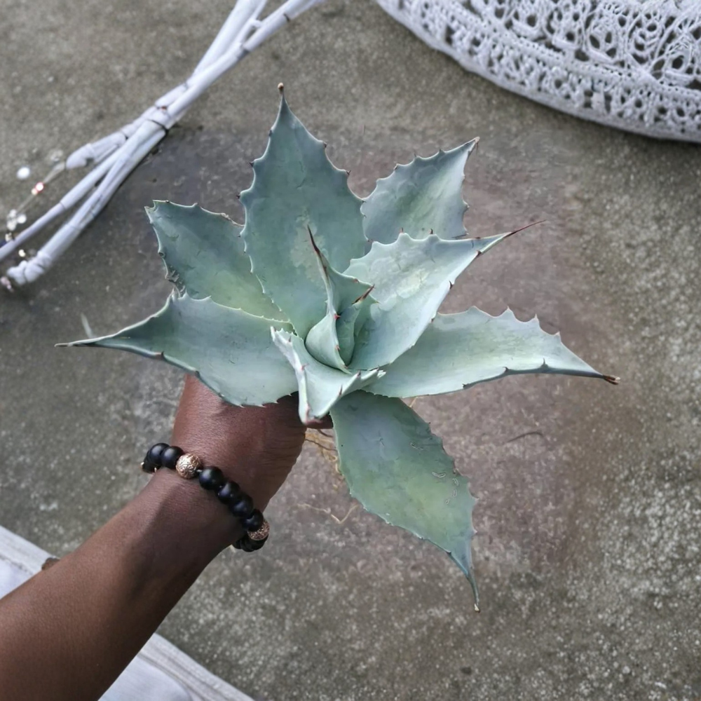Whale's Tongue Century Plant Plug - Agave Ovatifolia - 1 Bare Root Plant for Unique Landscaping and Garden Design