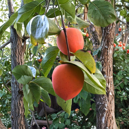 Hachiya Persimmon 4 Scion Cuttings 6–8 Inch – Diospyros kaki – Unrooted Grafting Wood