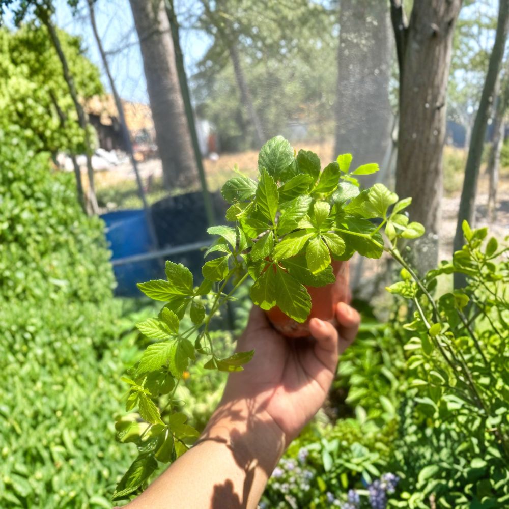 Organic Jiaogulan Live Plants - Immortality Herb - Gynostemma pentaphyllum - Set of 5 Rooted Plants