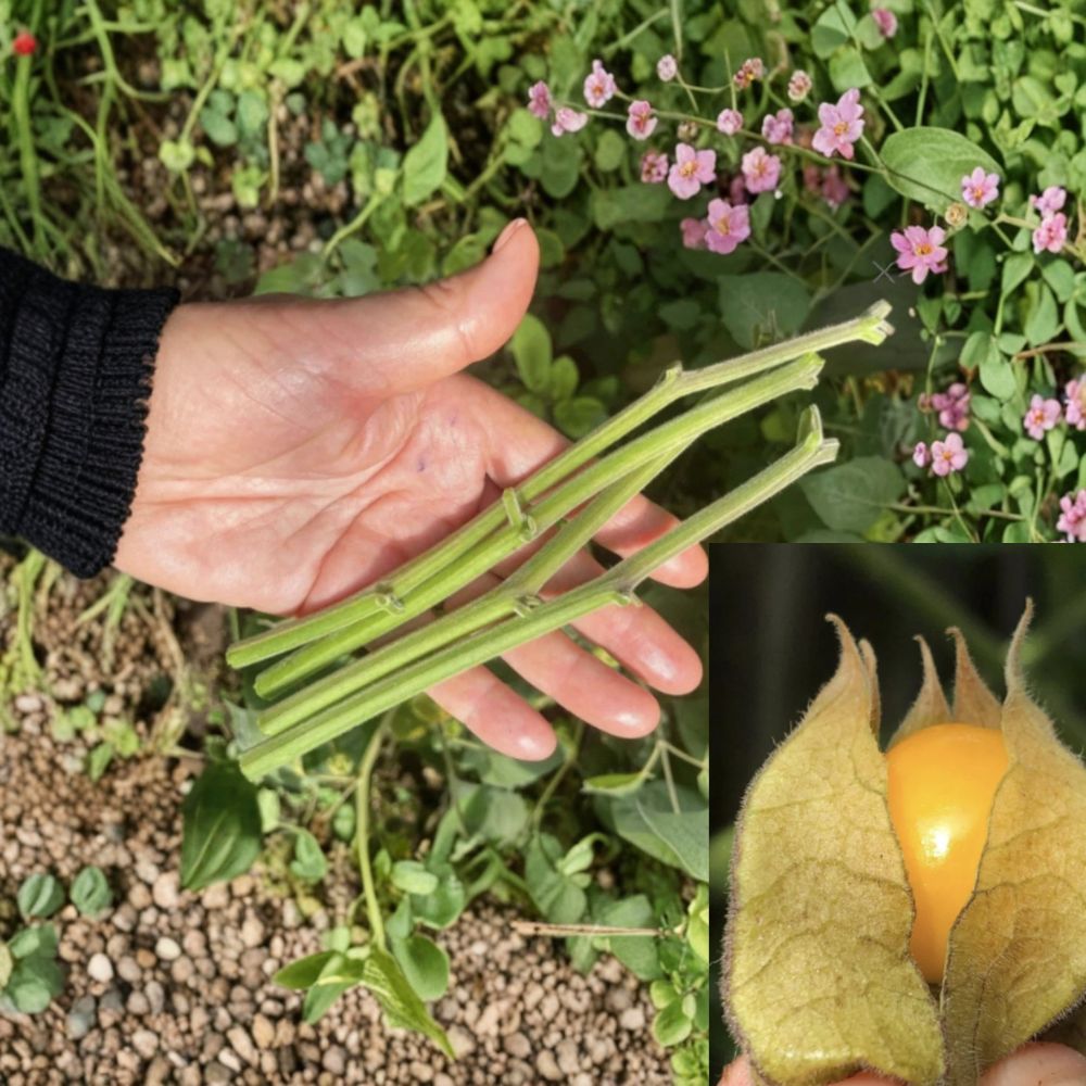Golden Berry Cape Gooseberry Cuttings 4 Inch Live Plants, Physalis peruviana Fruit Plant Cuttings Set of 6